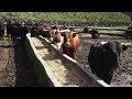 JG Ranch - New Video Coming Soon (Novo Vídeo Em Breve) - Ilha Terceira - Açores