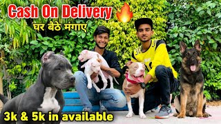 Cheapest Dogs Market In Delhi NCR | Pitbull, American Bully, Lhasa, Dog in Cheap Price | Dog market