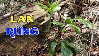 Hành trình tìm PHONG LAN RỪNG nơi rừng Tây Bắc #2