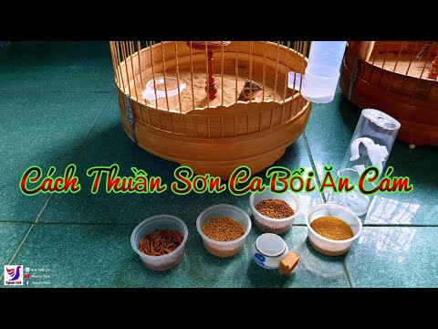 Video: Cho Chim Sơn Ca ăn Gì