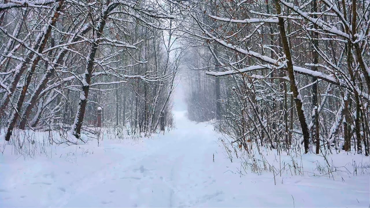 Метель шум слушать. Дорога через снежный лес. Дорога припорошенная снегом. Лесные пожары зимой метель. Рассказать пейзаж по русскому языку про зимнюю дорогу в лесу.