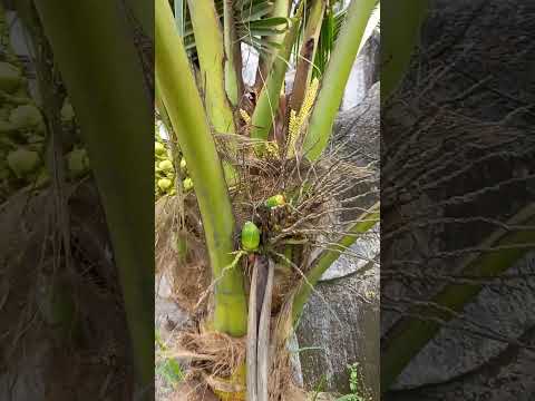 Video Trổ bông cây dừa - coconut. #shorts - youtube