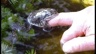 Wrestling with a lovesick frog