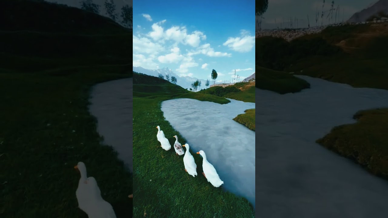 The Most Beautiful Ducks 