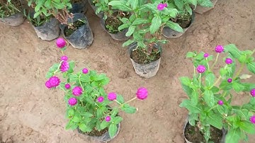 Bán cây cúc bách nhật 0977973535