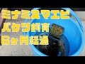 ミナミヌマエビ、バケツで飼育6ヶ月