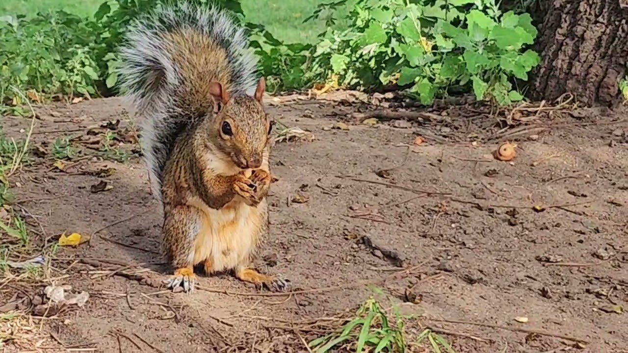 Cutie pie squirrel eating peanuts fast