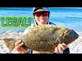 Its Been Awhile! Surf Fishing Halibut (LEGAL)