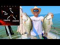 Fishing for 3LB CRAPPIE with LIVESCOPE! (GIANT CRAPPIE)