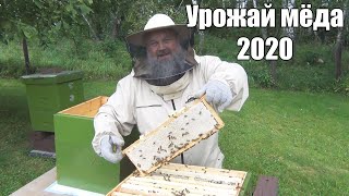 УРОЖАЙ МËДА. Пчеловодый сезон 2020 года.