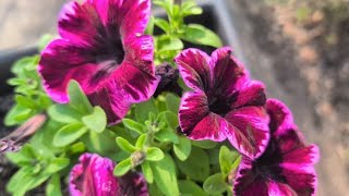 Beautiful Petunias, Verbena &amp; Flower Container Ideas