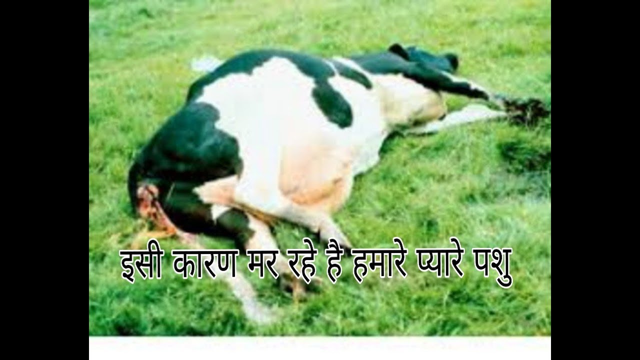  पेट में गैस व अफारा के ऊपर घरेलू नुस्खे व पूरा इलाज ( हिंदी मे)।Bloat in animals