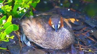 Birds that live in wetlands