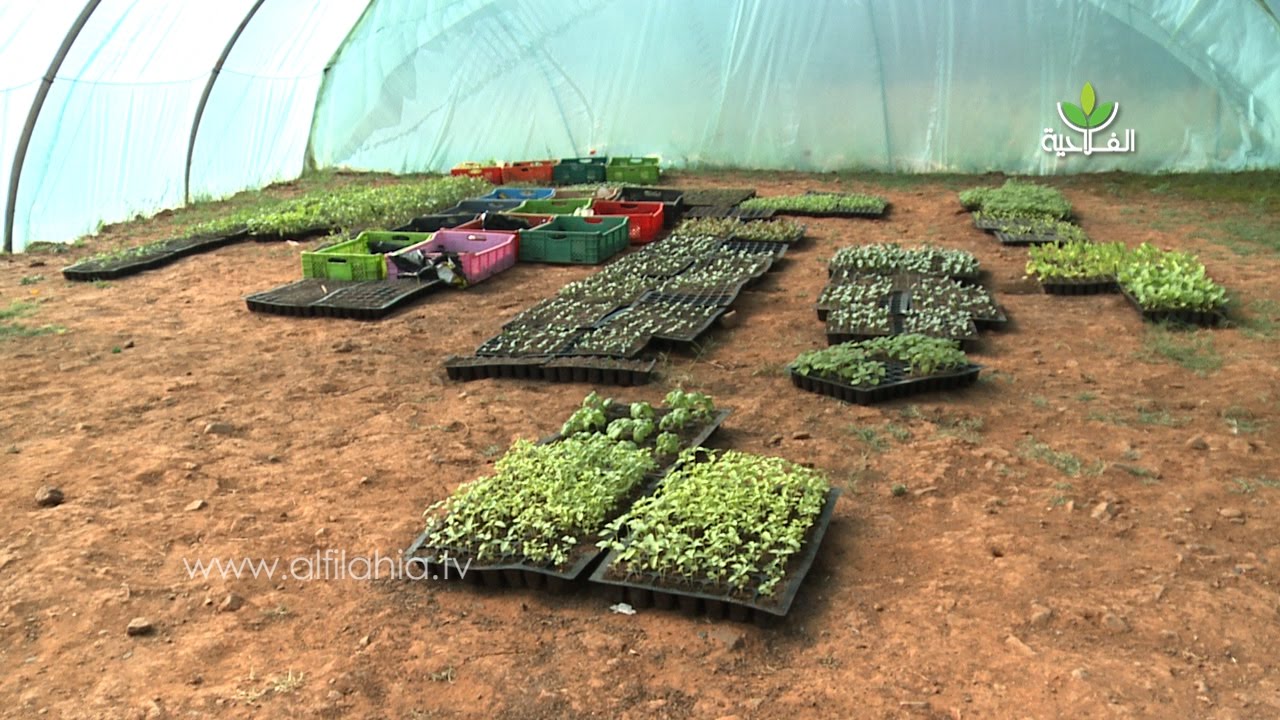 جماعة اربعاء السيحل بتيزنيت: الفلاحة الإيكولوجية تعود من جديد ومجهودات محلية لإنتاج البذور الطبيعية