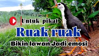 Download Lagu SUARA PIKAT RUAK-RUAK ANTI ZONK //TERBUKTI AMPUH  MP3