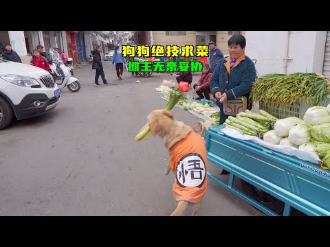 狗狗買菜偷親攤主，攤主懲戒狗狗無禮，現場轉圈才給你菜