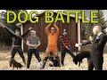 **FASTEST DOG IN THE WORLD** Staffy VS Amstaff VS Rottweiler - Staffordshire Bullterrier