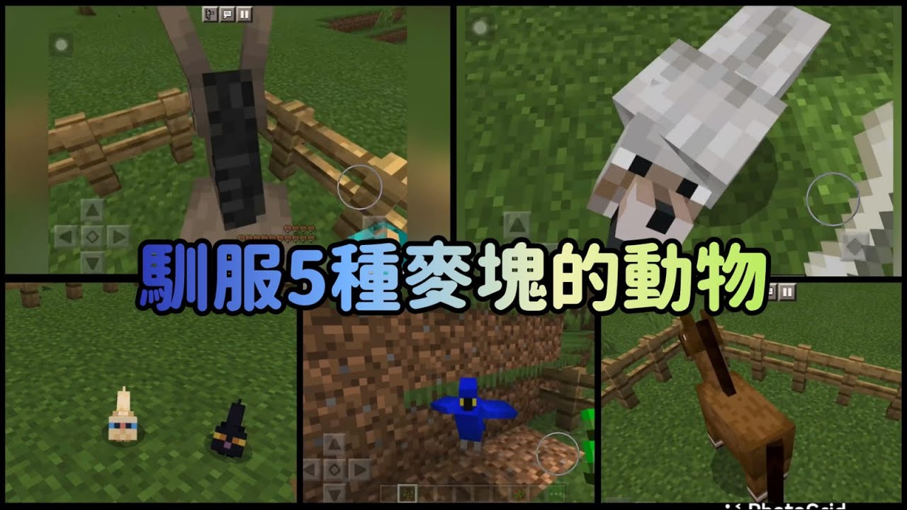 Minecraft我的世界 2 如何馴服這5種動物 新手必須知道的知識 Youtube