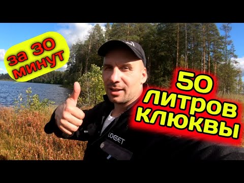 Как СОБРАТЬ 50 литров КЛЮКВЫ за 30 минут