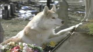 XMAS - Due South - Jingle Bells - The Singing Dogs