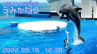 ◆上越市立水族博物館 うみがたり　ドルフィンパフォーマンス（2022.09.18）12:30~ ◆