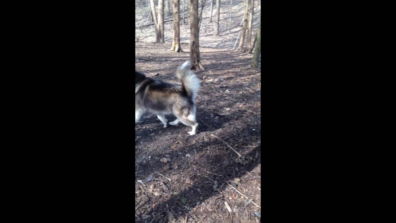 Why do dogs "dance" after they "do their business"? YouTube