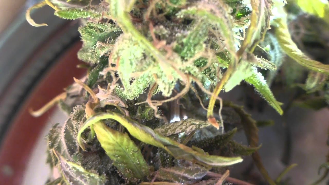 Al's Fresh & Local Produce: 1984