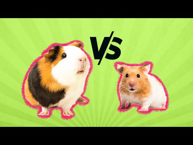 Hamsters vs Guinea Pigs: Which One Is Best for You?