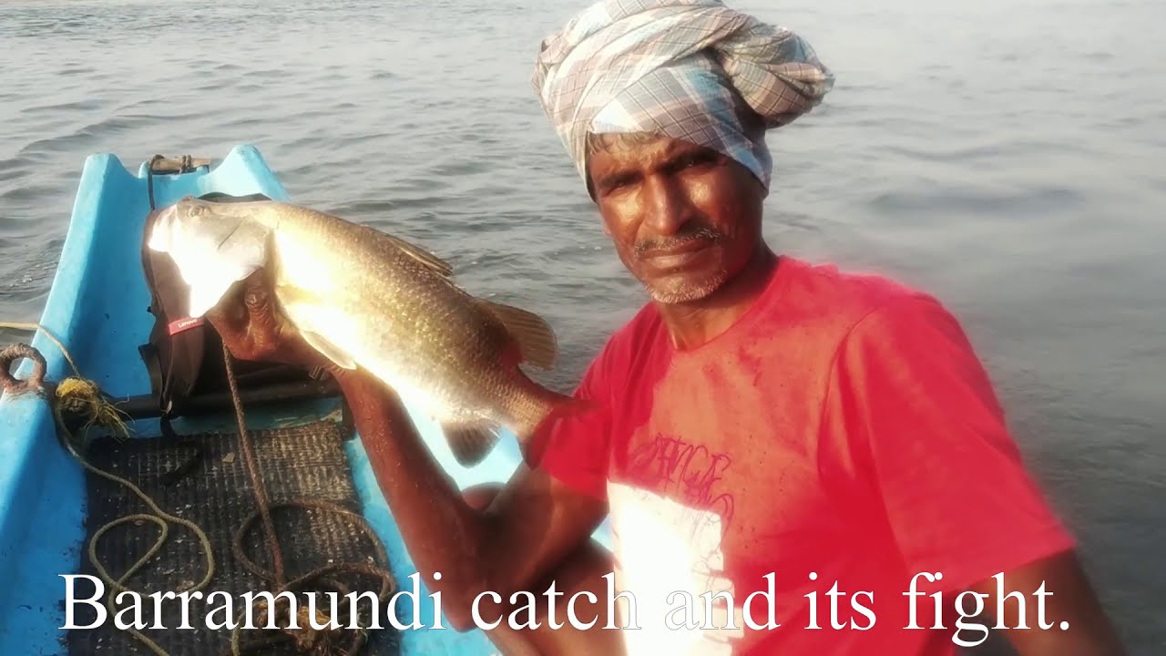 Chennai Fishing Barramundi Fishing தூண்டிலில் கொடுவா மீன் பிடித்தல்