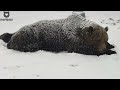 Расслабляющий, мягкий снежок все мишки такой любят🐻❄️/Bear Mansur