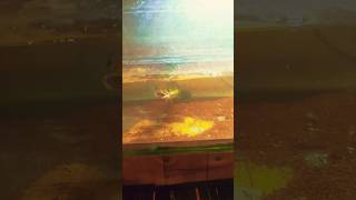 ikan chna maru yellow Sentarum, bantulah orang baikk bantu subscribe #lewatberanda #funny #shorts