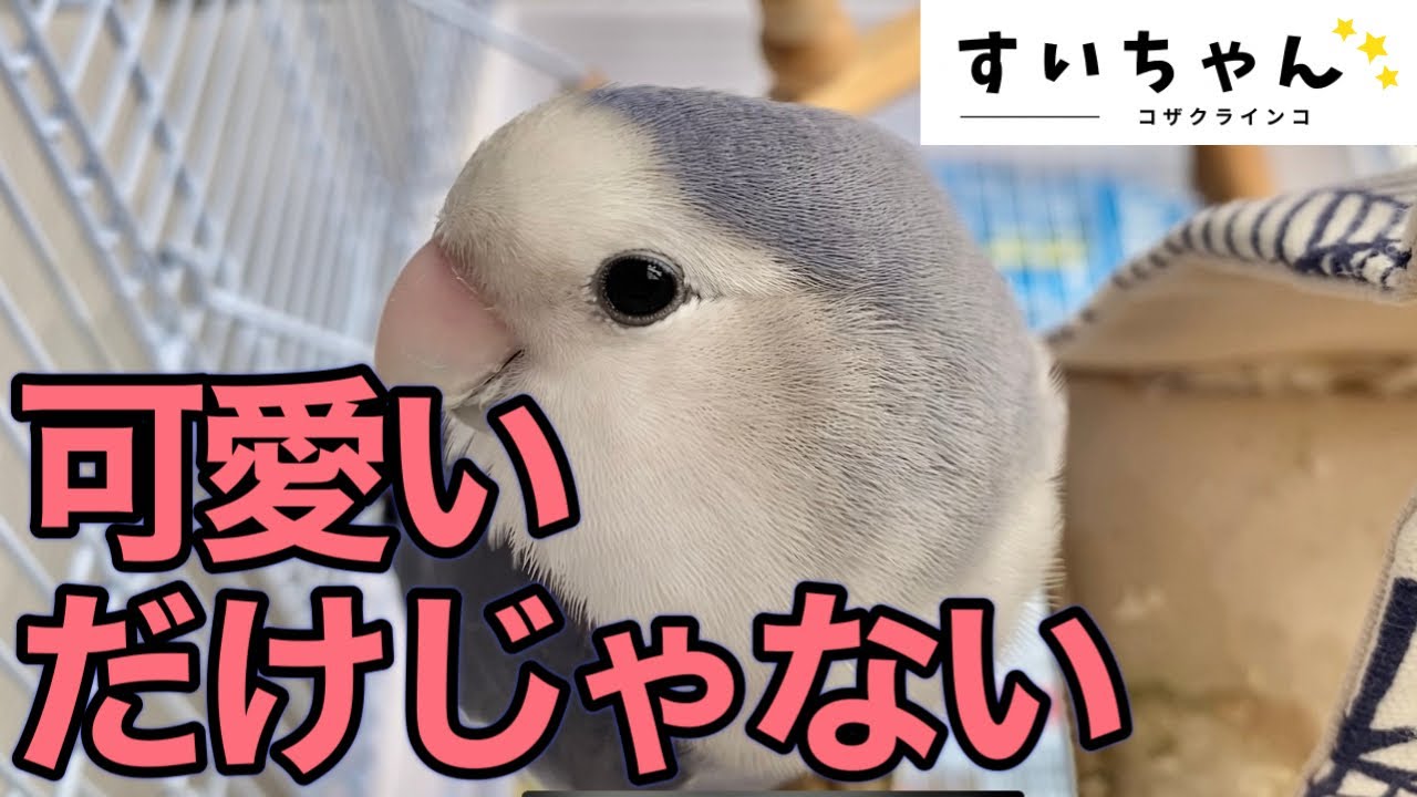 オンとオフがはっきりしているコザクラインコ笑 - YouTube