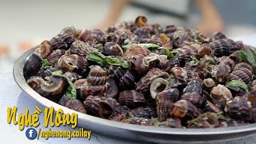 Làm món ốc len xào dừa đặc sản Cà Mau