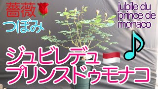 【ジュビレデュプリンスドウモナコ1】2021年4月18日(日)の様子　#薔薇　#roses #バラ　#ローズ