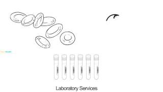 NextHealth: Lab Services
