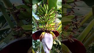 About 60 Days Of Banana Growthing Day By Day