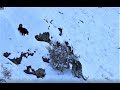 Snow leopard versus Feral Dog (Who won?) Watch it till the end