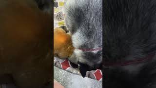 Download Lagu Baila ka teddy // #music #laila #baila MP3