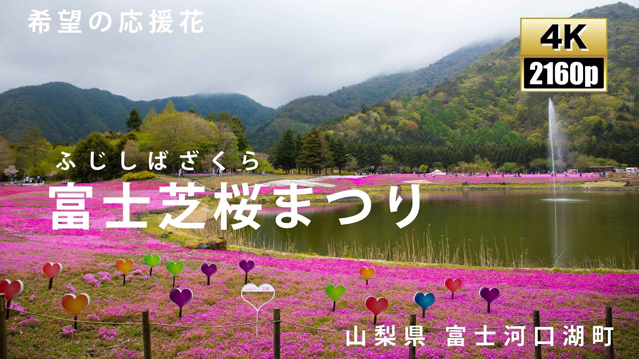 富士芝桜まつり 21 山梨 絶景 Youtube