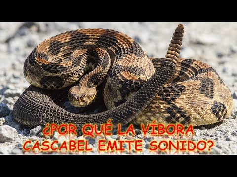 Video: ¿Por qué hace ruido una serpiente de cascabel?