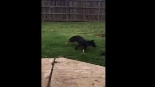 After Every Bath, He Goes Crazy 😂