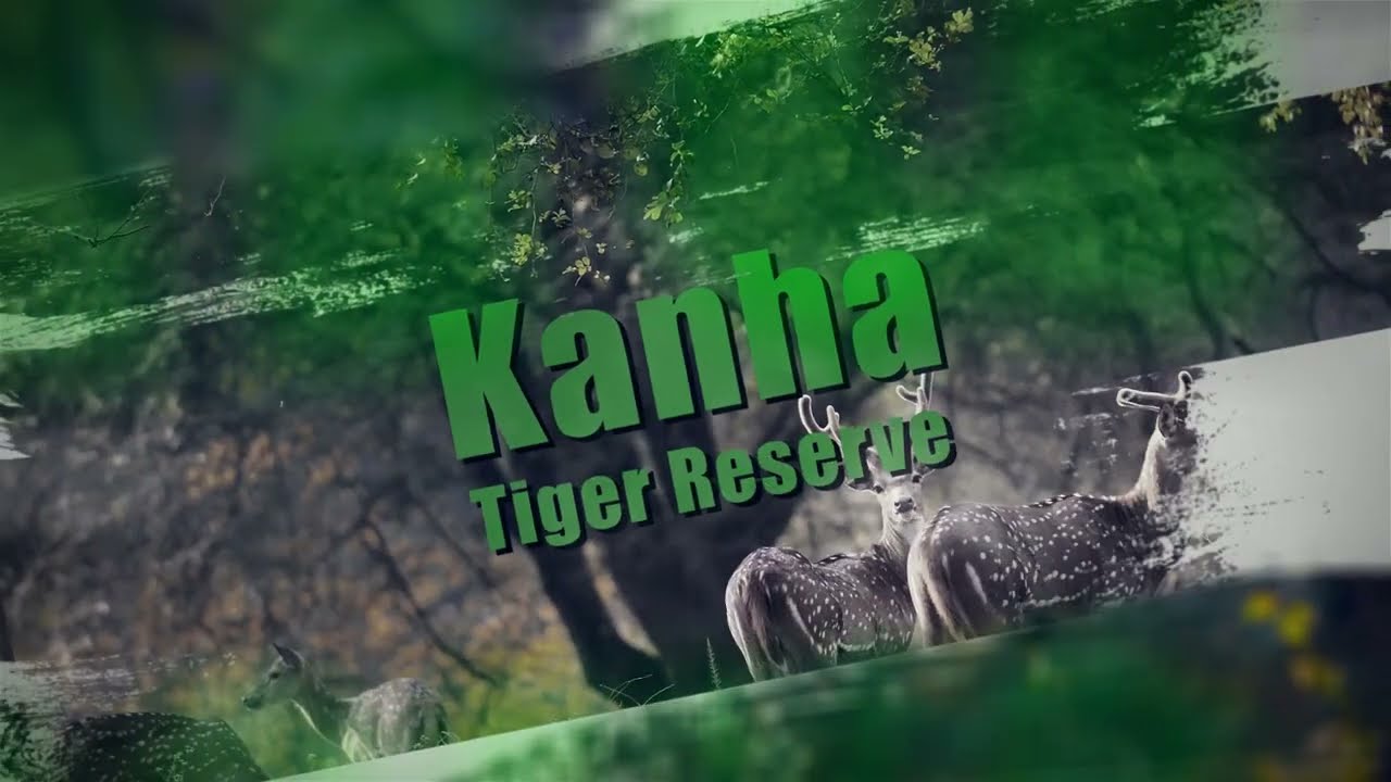 Explore the Wonders of Kanha Tiger Reserve with MP Holidays!