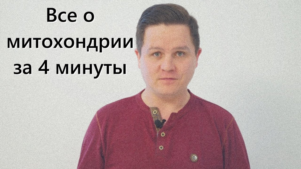 Все о митохондрии за 4 минуты. Основы долголетия и сохранения молодсти