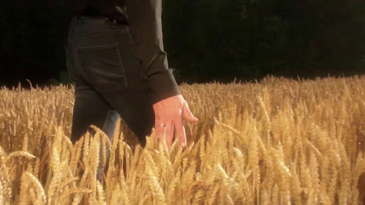 Das Burgdorfer Weizen: echt aufweizend