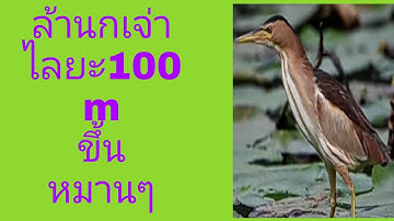 ยิงนกเจ่าไลยะไกรมากกว่าว100mหมานๆครับผม