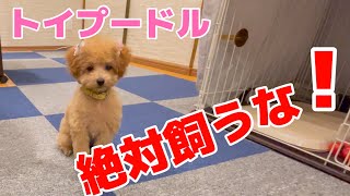 【2023年】トイプードル絶対飼うな飼って後悔 大変の事13選