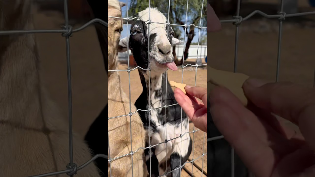 Goats LOVE Animal Cookies