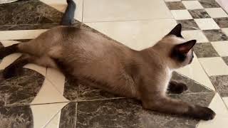 4K - siamese cat laying in ground due to hot weather - 31° by Suchi-Cat 35 views 2 years ago 1 minute, 33 seconds