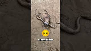 Kemiksiz Ahtapotun Şaşırtan Esnekliği