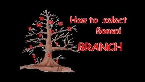 How to select Bonsai Branch